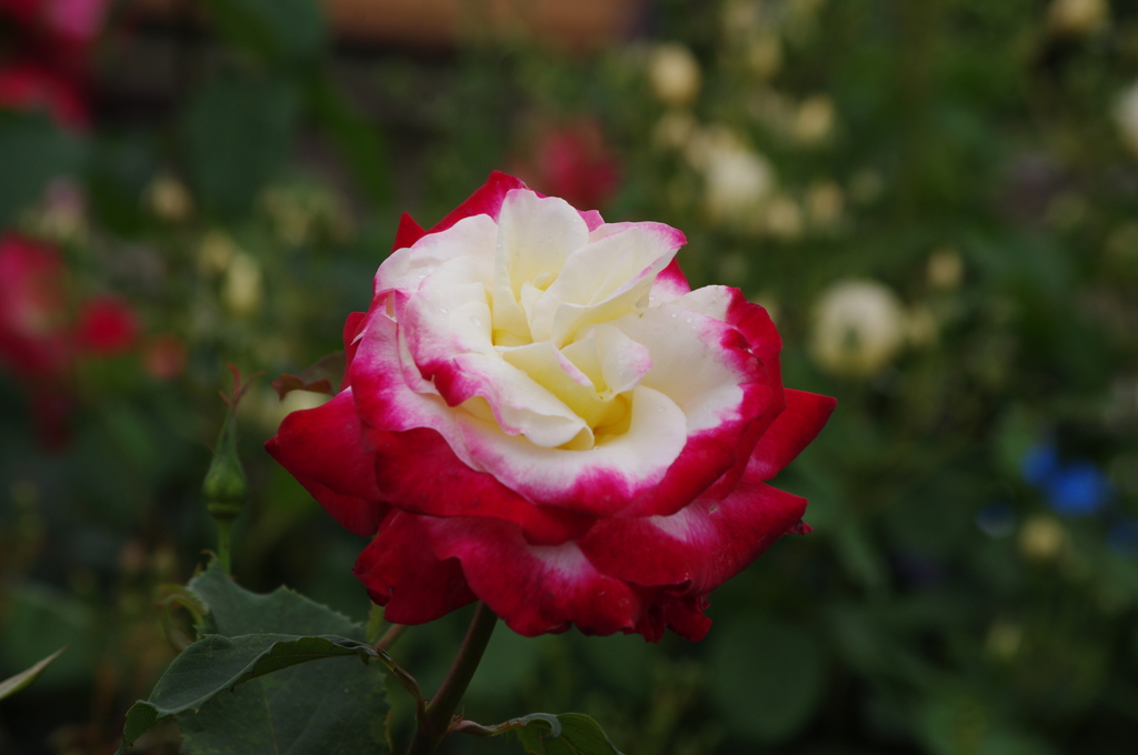 薔薇　12　山下公園　5月