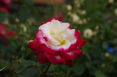 薔薇　12　山下公園　5月