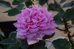 薔薇　5　芝浦中央公園　5月初め