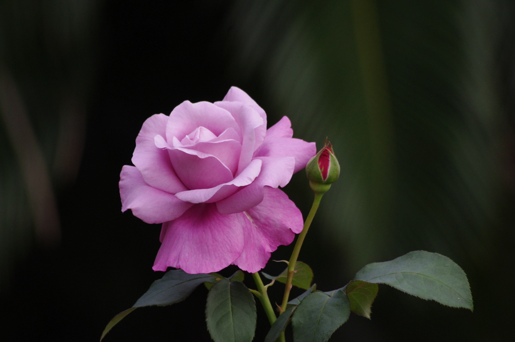 薔薇　4　日比谷公園　１０月下旬