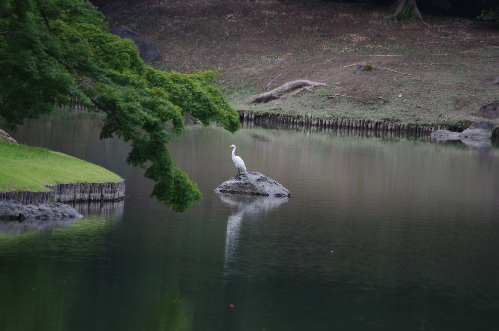 庭園風景　2　シラサギ