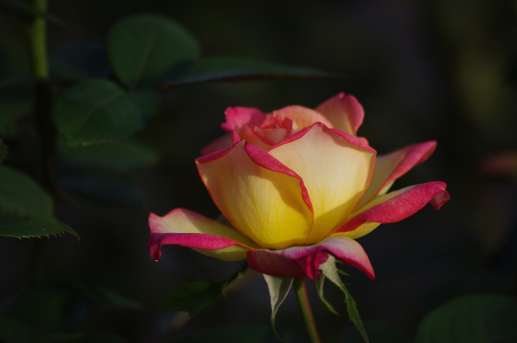 薔薇　2