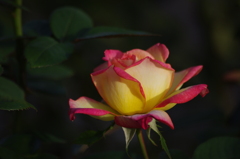 薔薇　2