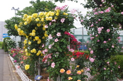 薔薇の壁　1　芝浦中央公園