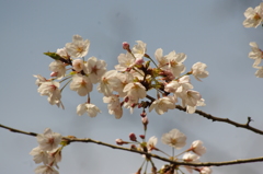 池田山公園の桜　2
