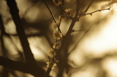 白梅　有栖川公園