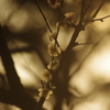 白梅　有栖川公園