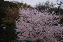 桜　白金ドングリ児童遊園　桜　1