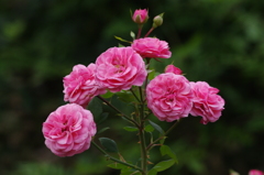 薔薇　7　日比谷公園　１０月下旬