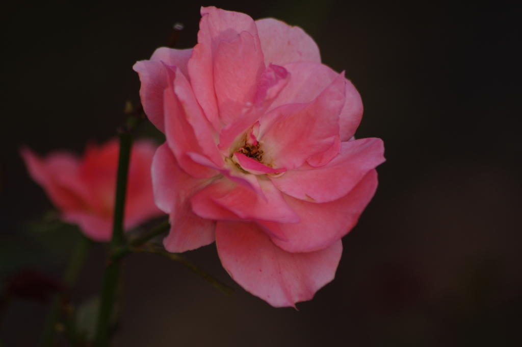 秋薔薇