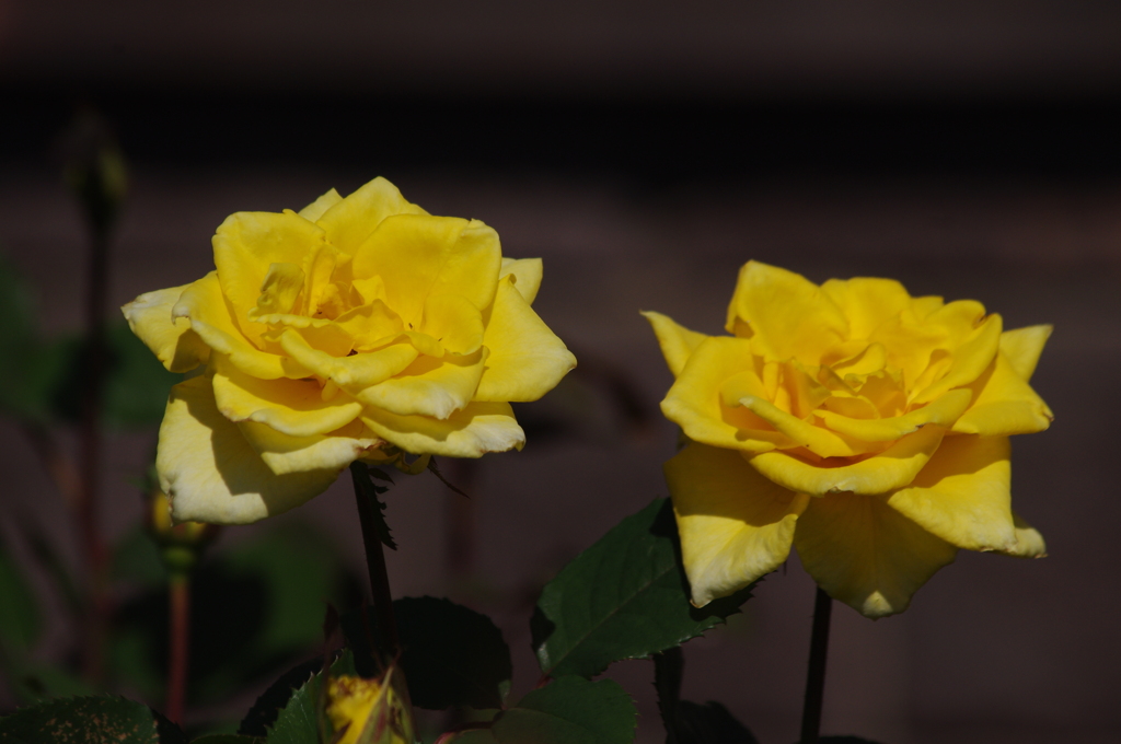 薔薇　27