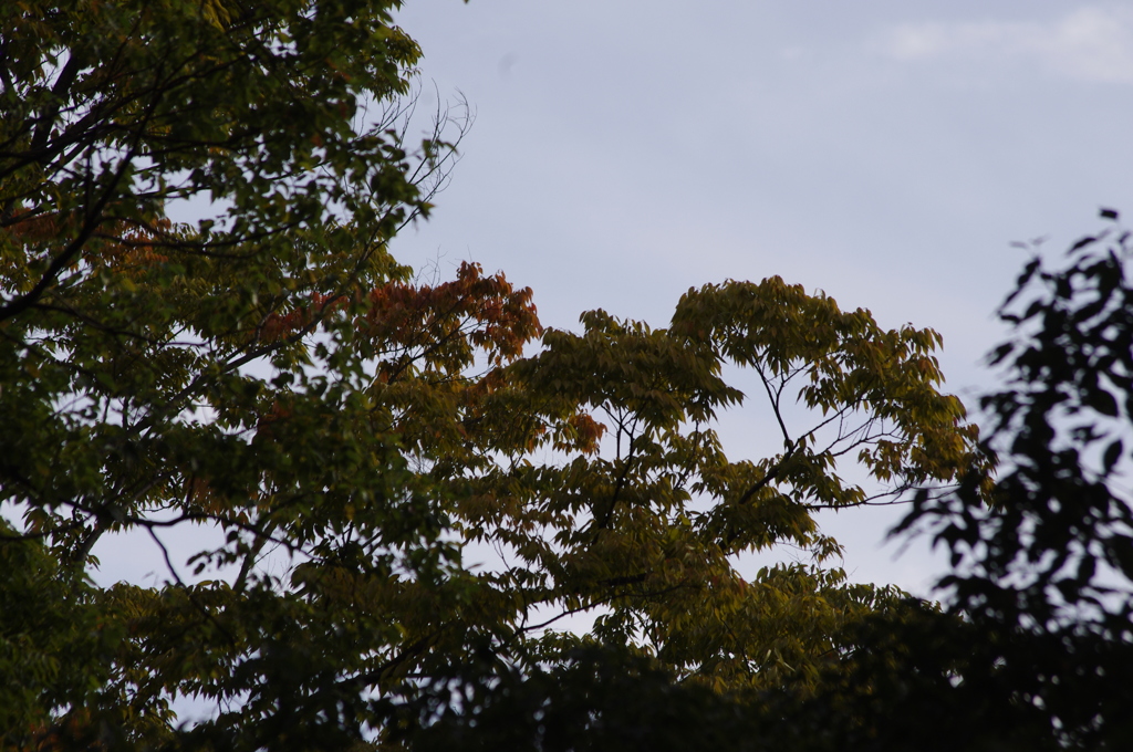 紅葉はじまってま～す　代々木公園　１０月