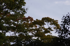 紅葉はじまってま～す　代々木公園　１０月