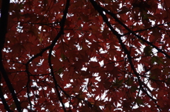 紅葉　4
