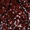紅葉　4