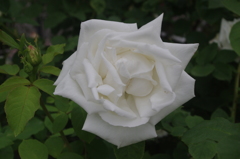 薔薇　4　芝浦中央公園