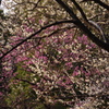 梅　5