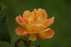 薔薇　5