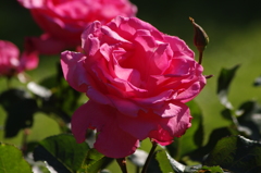 薔薇　12
