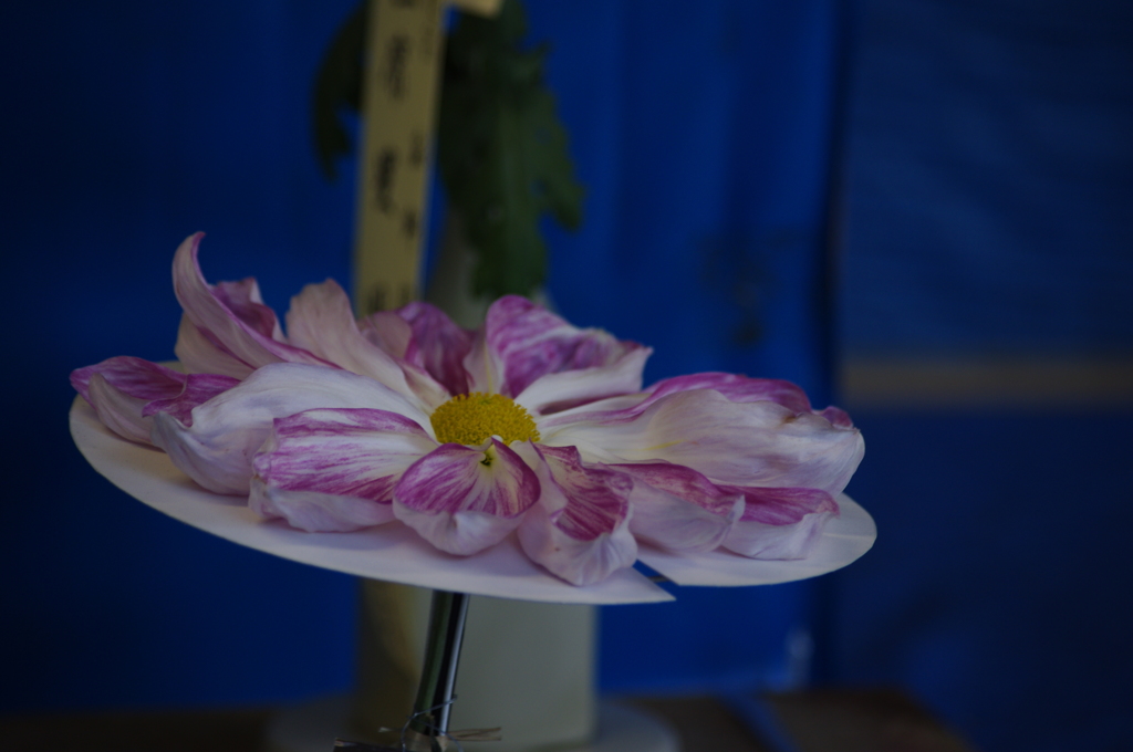 菊　5