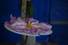菊　5