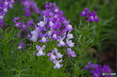 花壇　1　東品川海上公園屋上庭園　１月