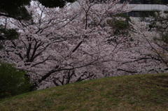 桜のある庭園風景