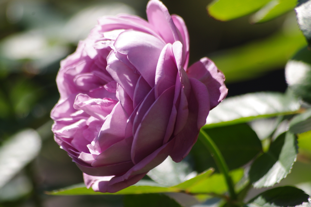 薔薇　30