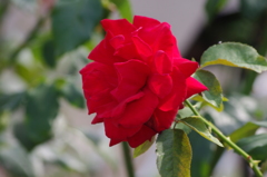 芝浦中央公園　６月下旬　薔薇　4