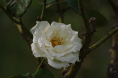 薔薇　5