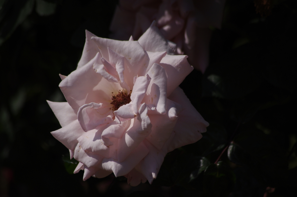薔薇　9