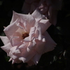 薔薇　9