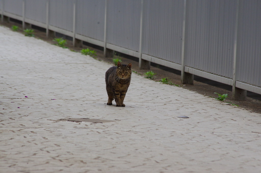 芝浦運河　初夏の猫　2