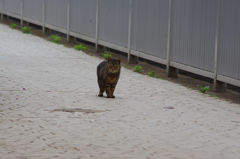 芝浦運河　初夏の猫　2