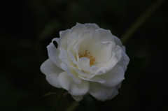 薔薇　1
