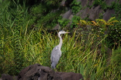 アオサギ　1　日比谷公園　9月初旬