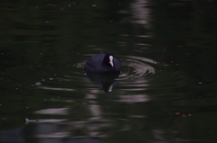 バン　旧芝離宮庭園　12月上旬