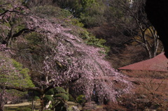枝垂桜のある風景