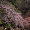 枝垂桜のある風景