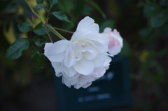 薔薇　2　六本木ヒルズ