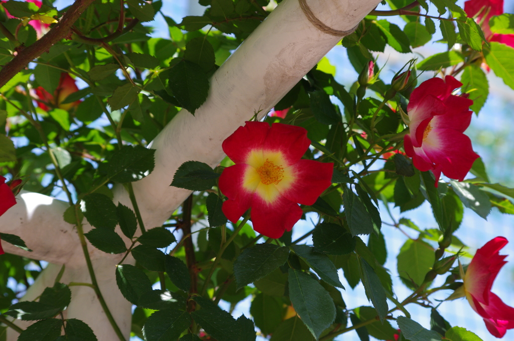 薔薇　2　日比谷公園　5月