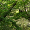 緑の庭