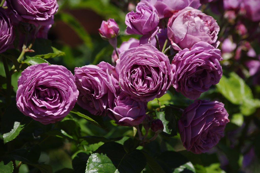 薔薇　3