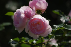 薔薇　2