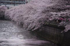 桜　目黒川　4