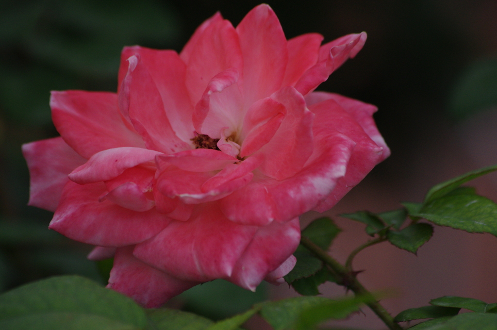 薔薇　13