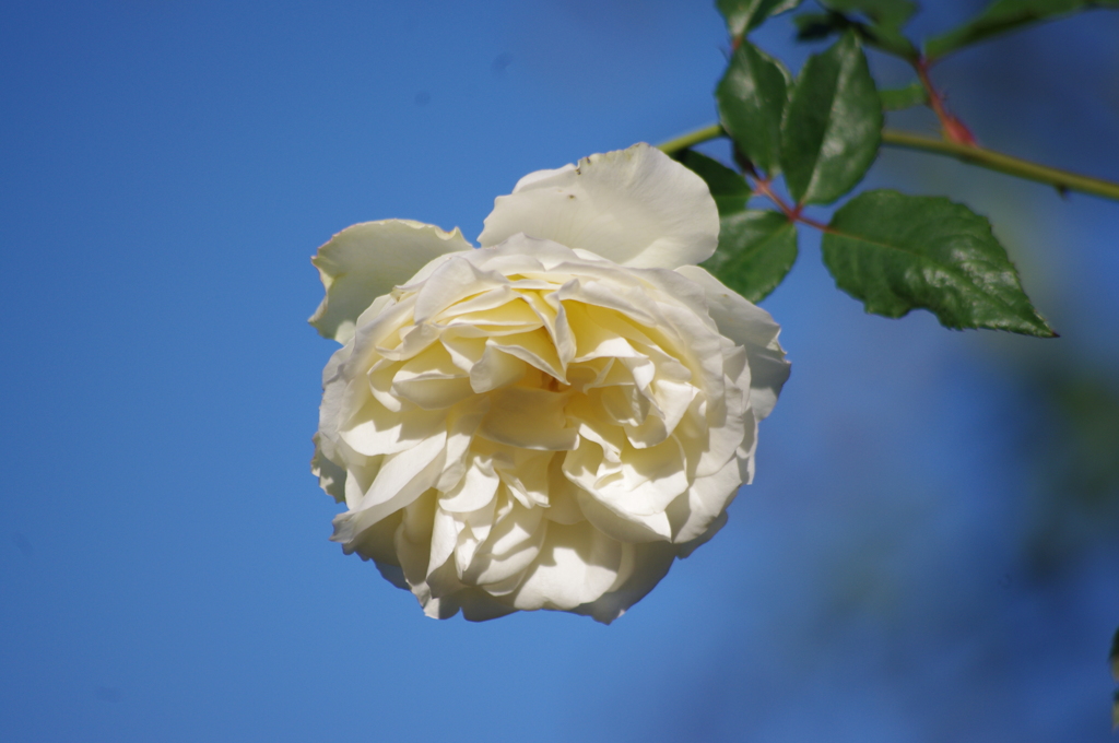 薔薇　2　港が見える丘公園　１０月