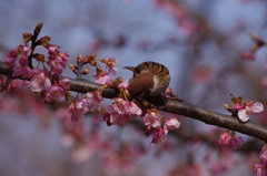 スズメも花が好き