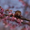 スズメも花が好き