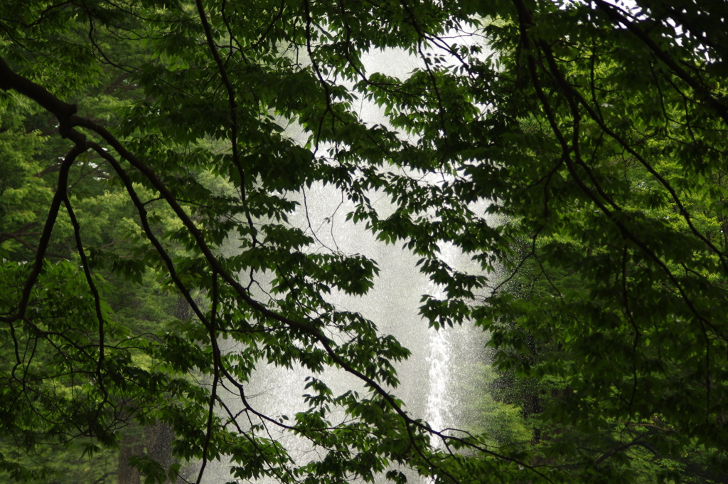 林と噴水　代々木公園　６月